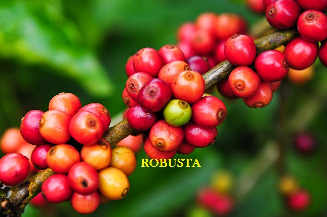hạt cà phê robusta