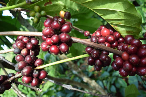 cafe-robusta-chiem-san-luong-cao-tren-ca-nuoc