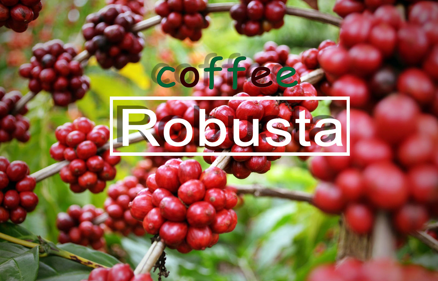 cafe-robusta-duoc-trong-voi-dieu-kien-canh-tac-dat-chuan